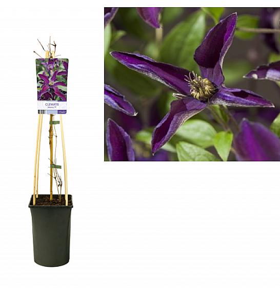 Clematis hybrid Noora PBR C2,5 Lit. 40-60 cm
