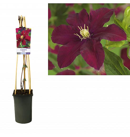 Clematis hybrid Niobe C2,5 Lit. 40-60 cm