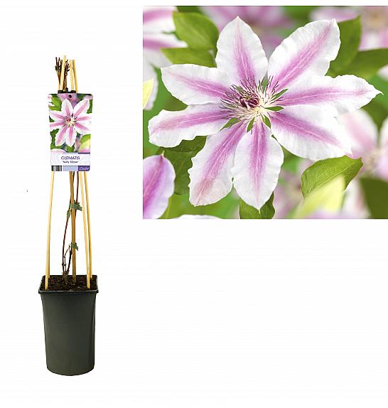 Clematis hybrid Nelly Moser C2,5 Lit. 40-60 cm
