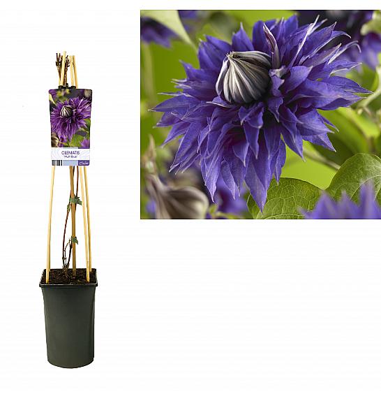 Clematis hybrid Multi Blue C2,5 Lit. 40-60 cm