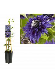 Clematis hybrid Multi Blue C1,5 Lit. 30-40 cm