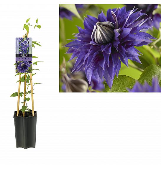 Clematis hybrid Multi Blue C1,5 Lit. 30-40 cm
