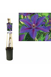 Clematis hybrid Mrs. N. Thompson C2,5 Lit. 40-60 cm