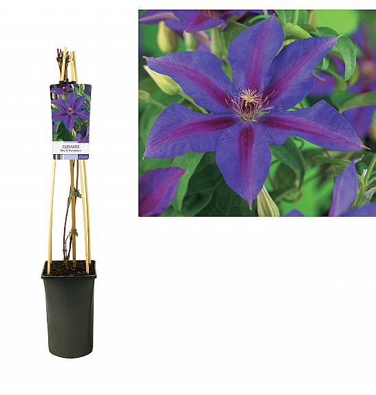 Clematis hybrid Mrs. N. Thompson C2,5 Lit. 40-60 cm