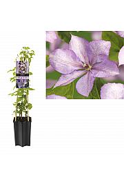Clematis hybrid Mrs. Cholomondeley C1,5 Lit. 30-40 cm