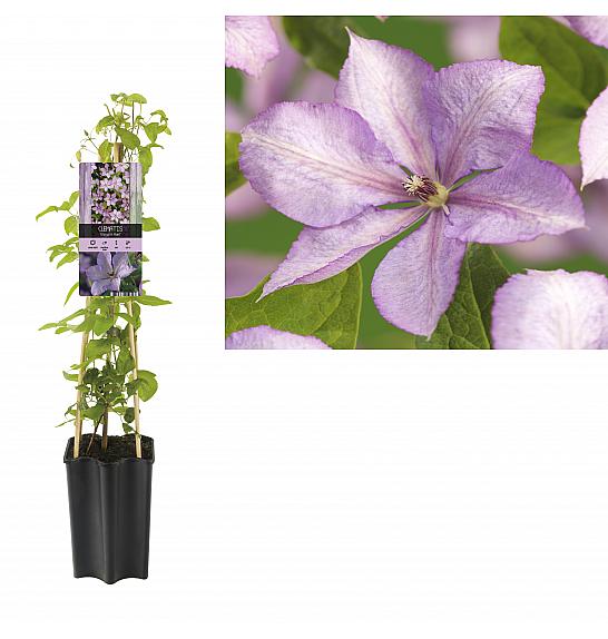 Clematis hybrid Mrs. Cholomondeley C1,5 Lit. 30-40 cm
