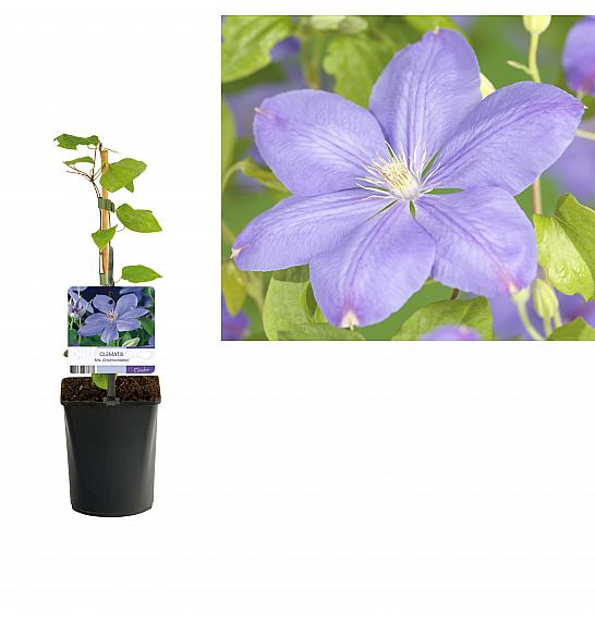 Clematis hybrid Mrs. Cholmondeley C1 Lit. 20-30 cm