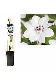 Clematis hybrid Miss Bateman C2,5 Lit. 40-60 cm