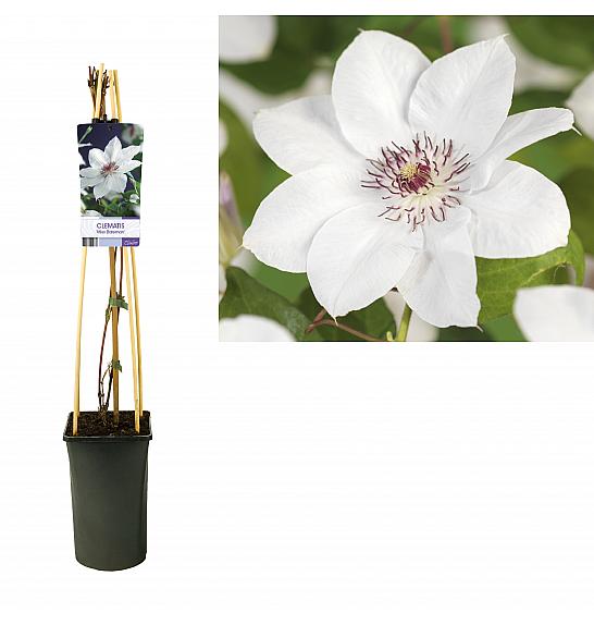 Clematis hybrid Miss Bateman C2,5 Lit. 40-60 cm