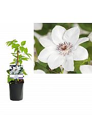 Clematis hybrid Miss Bateman C1 Lit. 20-30 cm