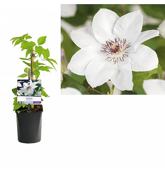 Clematis hybrid Miss Bateman C1 Lit. 20-30 cm