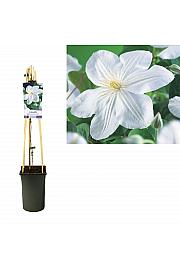 Clematis hybrid Madame Le Coultre C2,5 Lit. 40-60 cm
