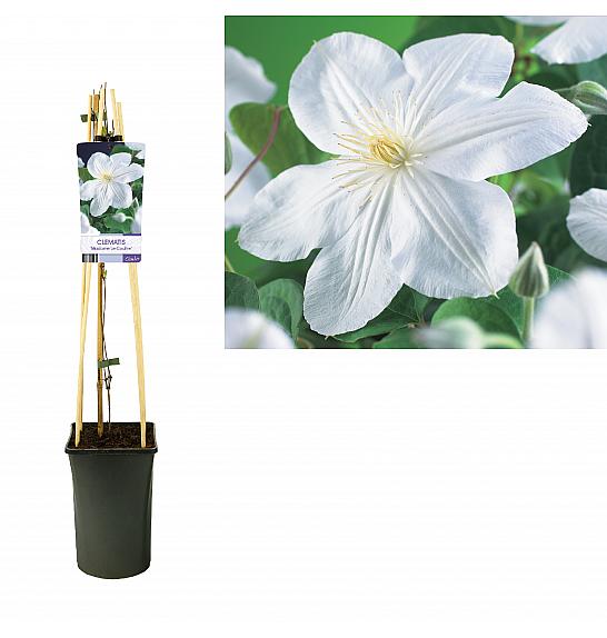 Clematis hybrid Madame Le Coultre C2,5 Lit. 40-60 cm