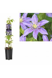 Clematis hybrid Justa C1,5 Lit. 30-40 cm