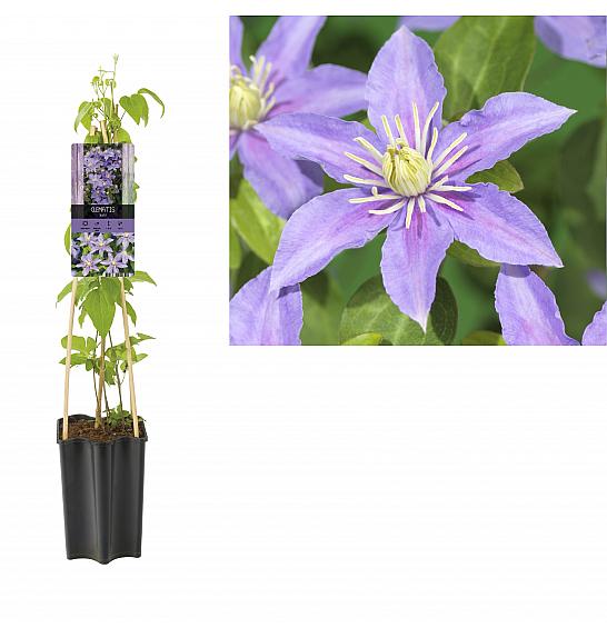 Clematis hybrid Justa C1,5 Lit. 30-40 cm