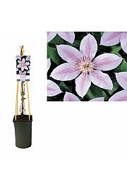 Clematis hybrid John Paul II C2,5 Lit. 40-60 cm