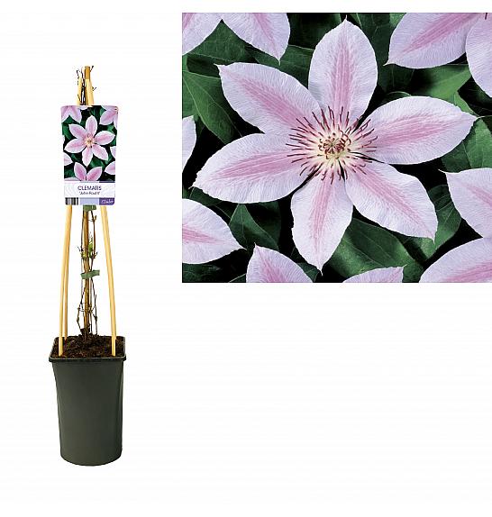 Clematis hybrid John Paul II C2,5 Lit. 40-60 cm