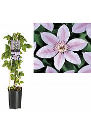 Clematis hybrid John Paul II C1,5 Lit. 30-40 cm