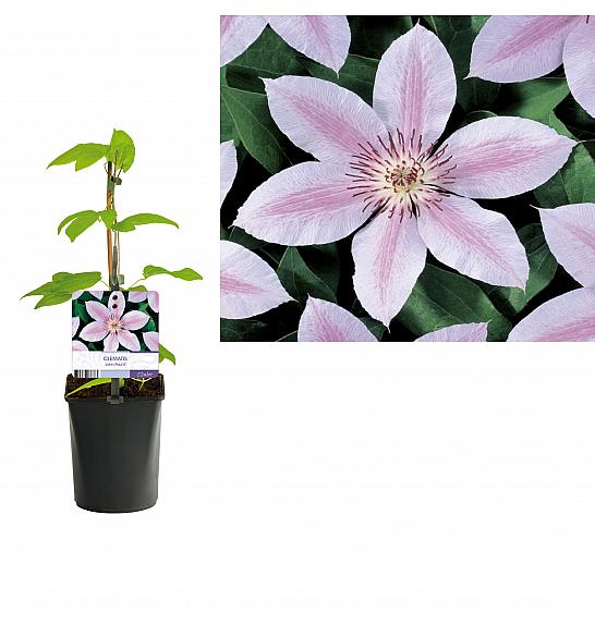 Clematis hybrid John Paul II C1 Lit. 20-30 cm