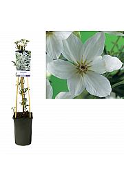 Clematis hybrid Joe C2,5 Lit. 40-60 cm