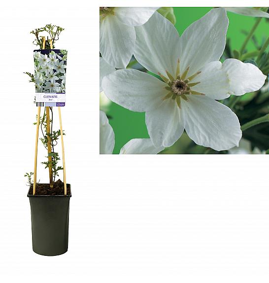 Clematis hybrid Joe C2,5 Lit. 40-60 cm