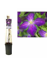 Clematis hybrid Jackmanii Purpurea PBR C2,5 Lit. 40-60 cm