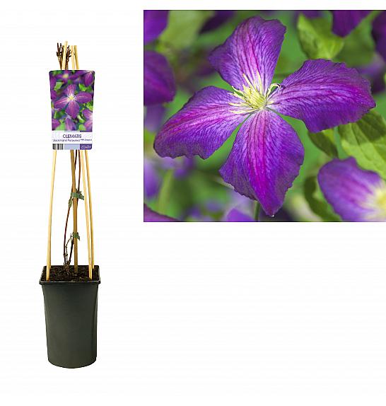 Clematis hybrid Jackmanii Purpurea PBR C2,5 Lit. 40-60 cm