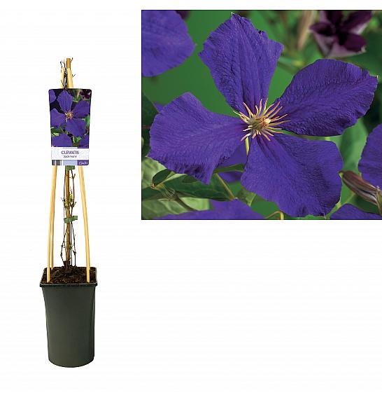 Clematis hybrid Jackmanii C2,5 Lit. 40-60 cm
