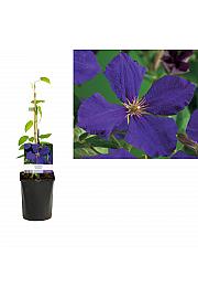 Clematis hybrid Jackmanii C1 Lit. 20-30 cm