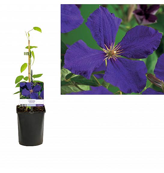 Clematis hybrid Jackmanii C1 Lit. 20-30 cm