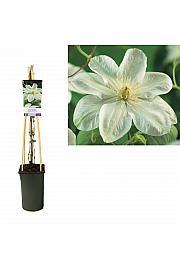 Clematis hybrid Guernsey Cream C2,5 Lit. 40-60 cm