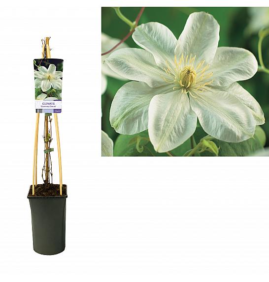 Clematis hybrid Guernsey Cream C2,5 Lit. 40-60 cm