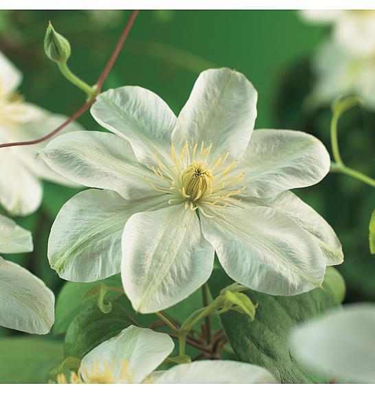 Clematis hybrid Guernsey Cream C1,5 Lit. 30-40 cm