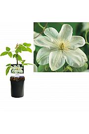 Clematis hybrid Guernsey Cream C1 Lit. 20-30 cm