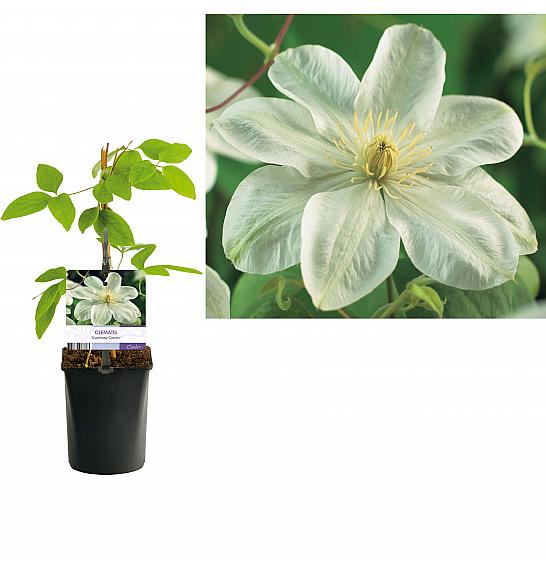 Clematis hybrid Guernsey Cream C1 Lit. 20-30 cm