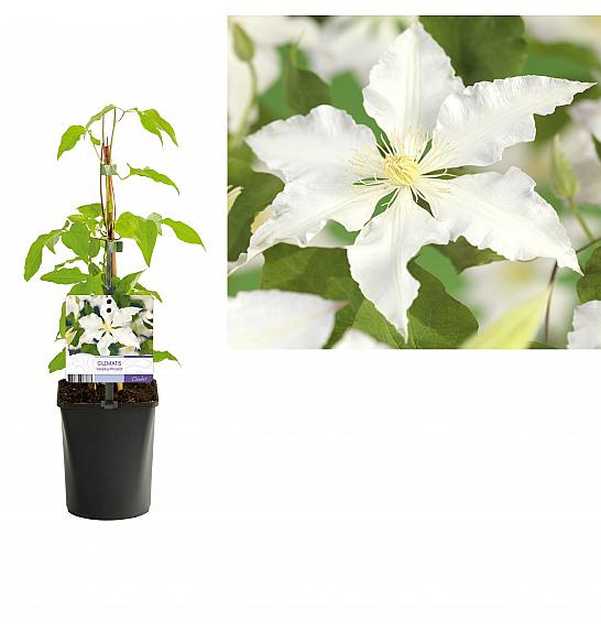Clematis hybrid Gladys Picard C1 Lit. 20-30 cm