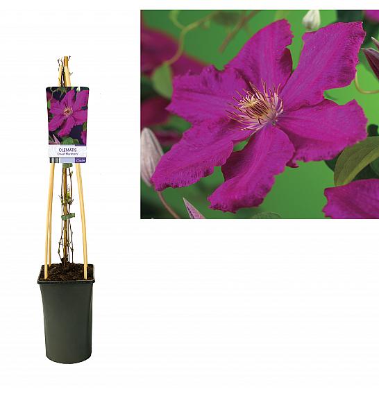 Clematis hybrid Ernest Markham C2,5 Lit. 40-60 cm