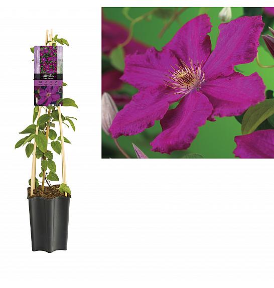 Clematis hybrid Ernest Markham C1,5 Lit. 30-40 cm