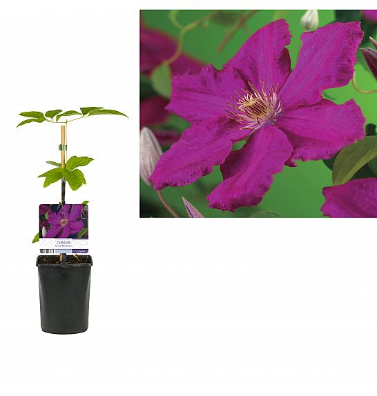 Clematis hybrid Ernest Markham C1 Lit. 20-30 cm