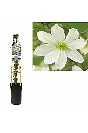 Clematis hybrid Early Sensation C2,5 Lit. 40-60 cm