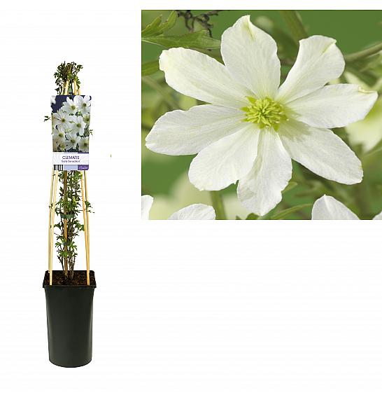 Clematis hybrid Early Sensation C2,5 Lit. 40-60 cm