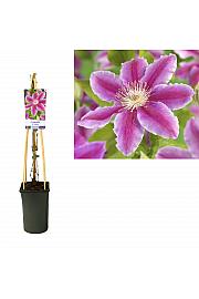Clematis hybrid Dr. Ruppel C2,5 Lit. 40-60 cm