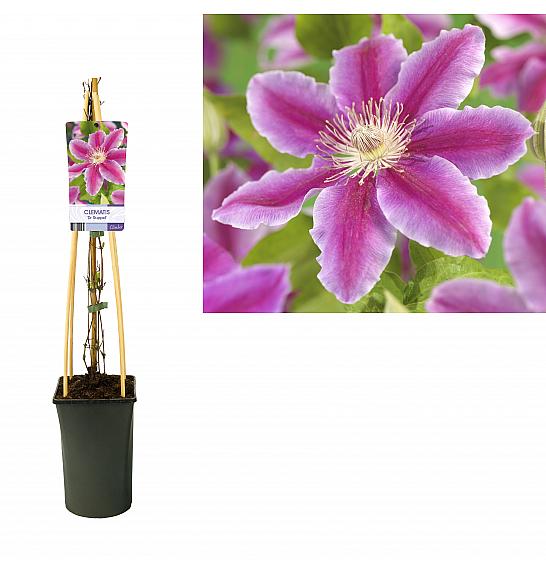 Clematis hybrid Dr. Ruppel C2,5 Lit. 40-60 cm