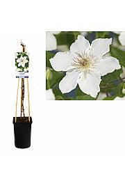 Clematis hibrid Destiny C2,5 lit. 40-60 cm