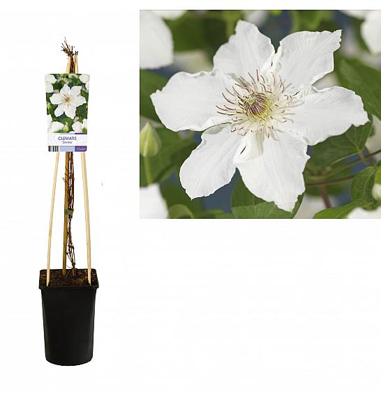 Clematis hybrid Destiny C2,5 Lit. 40-60 cm