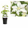 Clematis hybrid Destiny C1 Lit. 20-30 cm