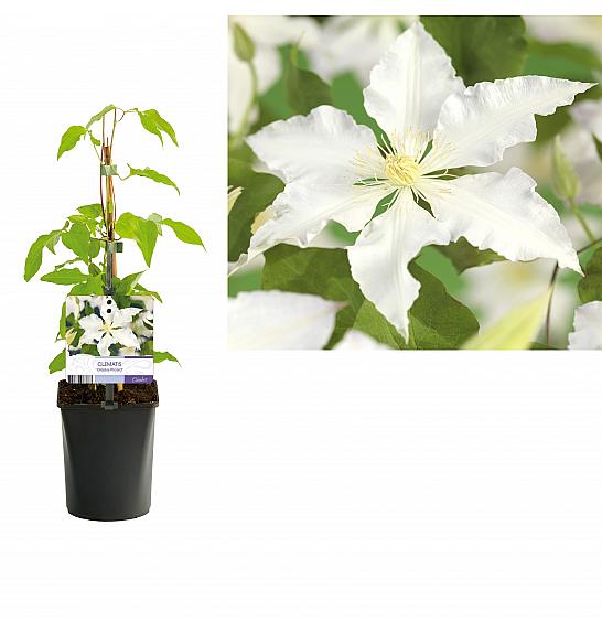 Clematis hybrid Destiny C1 Lit. 20-30 cm