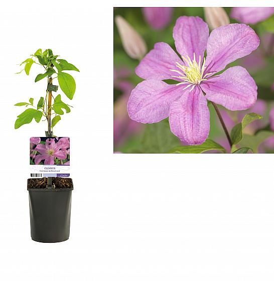 Clematis hybrid Comtesse de Bouchaud C1,5 Lit. 30-40 cm