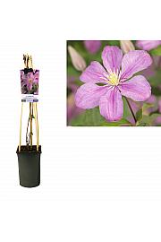 Clematis hibrid Comtesse de Bouchaud C2.5 Lit. 40-60 cm