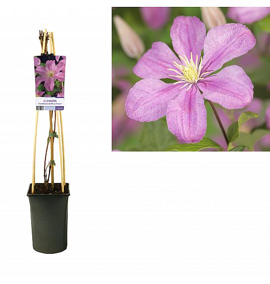 Clematis hybrid Comtesse de Bouchaud C2,5 Lit. 40-60 cm